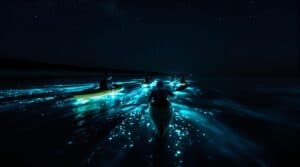 Kayakers glide across calm nighttime waters near Cape San Blas, Florida, with glowing blue-green bioluminescent trails under a star-filled sky.