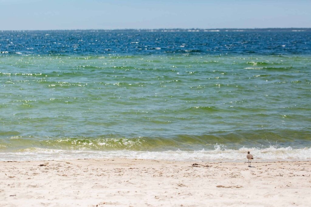 A sandy beach with gentle waves and clear blue-green water; a single seagull stands near the shoreline under a clear sky.